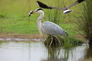 Lapwings: Grey Heron preying on Lapwing chick - with adult