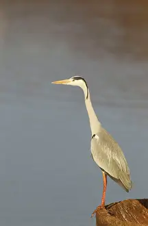 Overflow: Grey Heron - on rim of a concrete overflow drainage