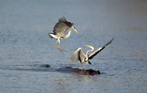 Rivals: Grey Heron - Two rivals dispute over the best hunting