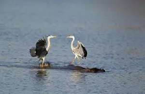 Rivals: Grey Heron - Two rivals dispute over the best hunting