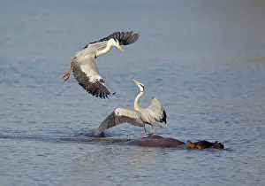 Rivals: Grey Heron - Two rivals dispute over the best hunting