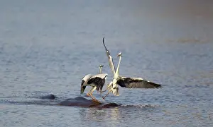 Rivals: Grey Heron - Two rivals dispute over the best hunting