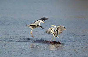 Rivals: Grey Heron - Two rivals dispute over the best hunting