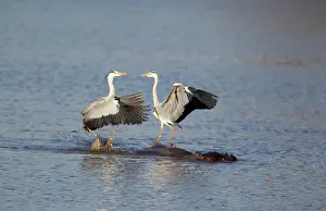 Rivals: Grey Heron - Two rivals dispute over the best hunting