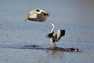 Rivals: Grey Heron - Two rivals dispute over the best hunting