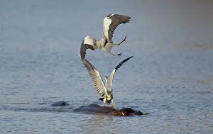 Rivals: Grey Heron - Two rivals dispute over the best hunting ground