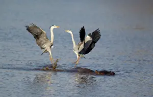 Rivals: Grey Heron - Two rivals dispute over the best hunting ground