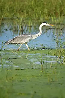 Deltas: Grey Heron - Stalking prey