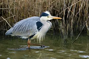 Canals: Grey Heron - stalking prey in canal