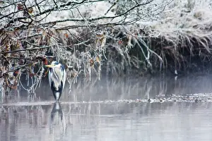 Overhanging: Grey Heron - Standing in shallow fresh water near