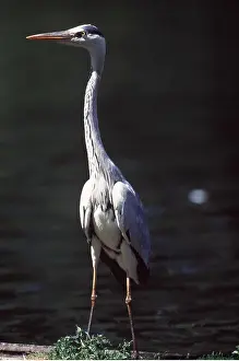 Chris Martin Bahr: GREY HERON - standing straight