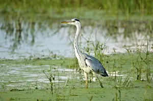 Deltas: Grey Heron - Standing in water