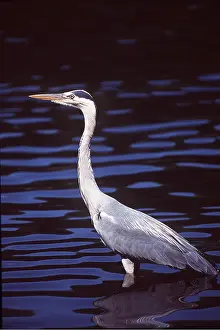 Chris Martin Bahr: GREY HERON - standing in water