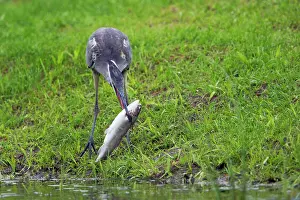 Stealing: Grey Heron - Stealing Trout from Fish Farm