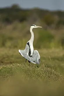 150818: Grey heron - sunning itself - Botswana, Africa