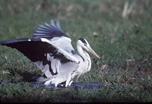 Joanna Van Gruisen: GREY HERON - in swamp, flapping
