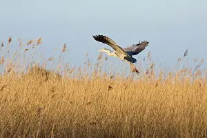Reedbeds: Grey Heron - taking flight over reedbeds