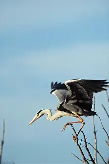 Agility: GREY HERON - in tree, wings spread