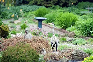 Visiting: Grey Heron - visiting garden pond