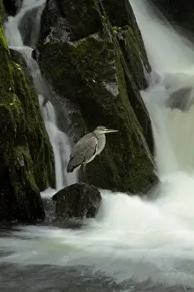 Conwy: Grey Heron waiting for prey at River Conwy falls Autumn