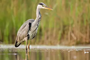 Passing: Grey Heron - Waiting in shallow water for passing fish