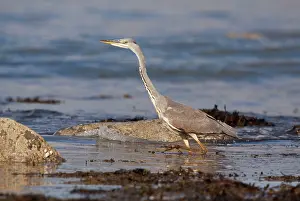 Rockpools: Grey Heron - walking through rockpools looking for food