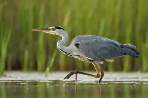Waterlevel: Grey Heron - Waterlevel perspective of bird stalking