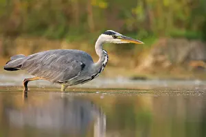Waterlevel: Grey Heron - Waterlevel perspective of bird stalking