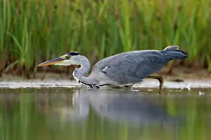 Waterlevel: Grey Heron - Waterlevel perspective of bird stalking