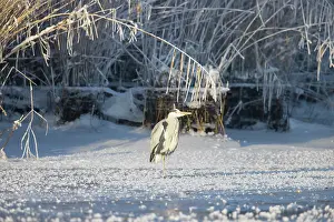 Ardea: Grey Heron Winter