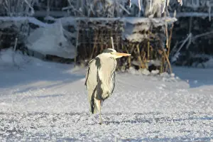 Ardea: Grey Heron Winter