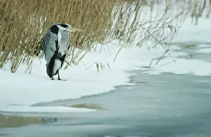 Anthropomorphic: Grey Heron in winter in snow by lake