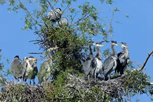 Heronry: Grey Heron - young birds at heronry