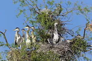 Heronry: Grey Heron - young birds sunbathing in heronry