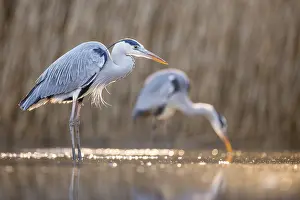 Bacs: Grey Herons (Ardea cinerea) hunting in late aft
