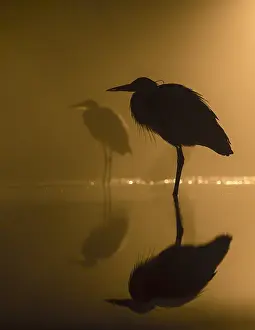 Bacs: Grey Herons (Ardea cinerea) in silhouette at n