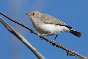 Scrub: Grey Honeyeater - In scrub adjacent to the Desert