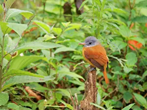 Bill Coster: Grey Hooded Attila Attila rufus Atlantic Forest