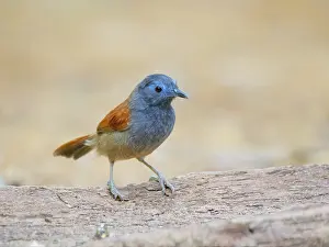Babbler: Grey Hooded Babbler Cyanoderma bicolour Sabah, M