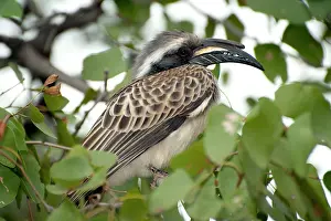 Hornbills: Grey Hornbill in tree