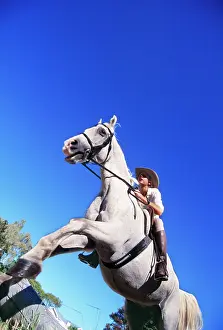 Bridles: GREY HORSE - Jumping with rider Karen McCullum