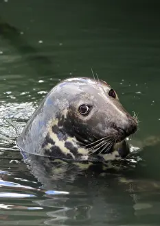 Horsehead: Grey / Horsehead Seal - looking out of water Germany