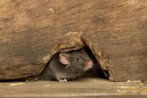 Musculus: Grey / House Mouse