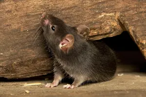 Musculus: Grey / House Mouse