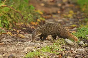 Zone: Grey Indian Mongoose or Edwards Mongoose, Indian grey Mong
