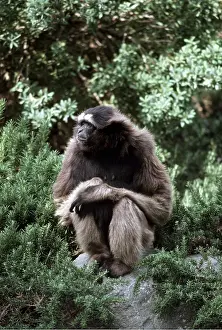 Javan: GREY JAVAN GIBBON