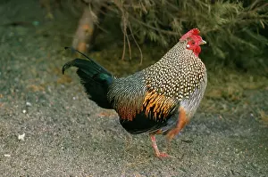 Junglefowl: Grey Junglefowl