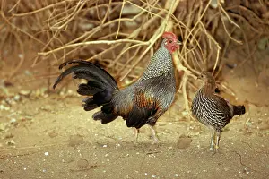 Junglefowl: Grey Junglefowl - male & female