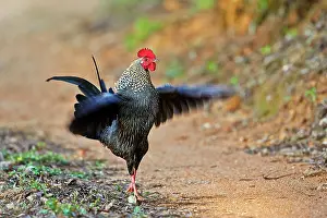 Junglefowl: Grey Junglefowl / Sonnerat's Junglefowl