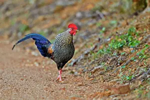 Junglefowl: Grey Junglefowl / Sonnerat's Junglefowl